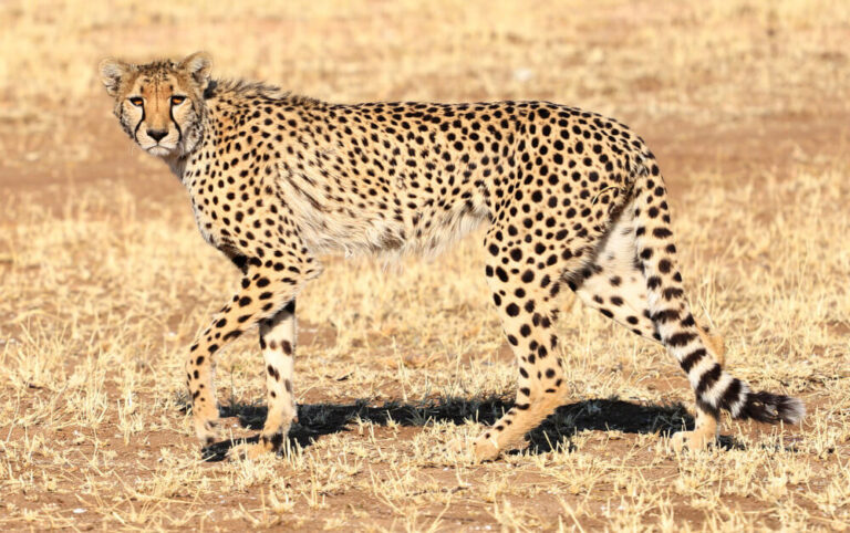 5 Days Tarangire to Ngorongoro Nature Explorer
