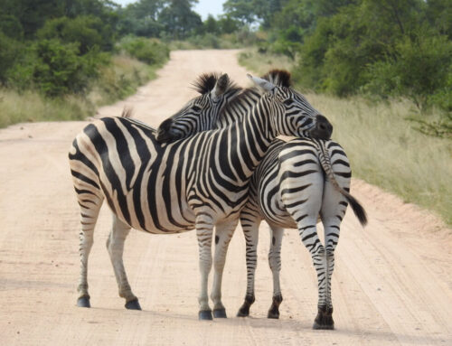 Serengeti National Park: A Wildlife Photographer’s Paradise