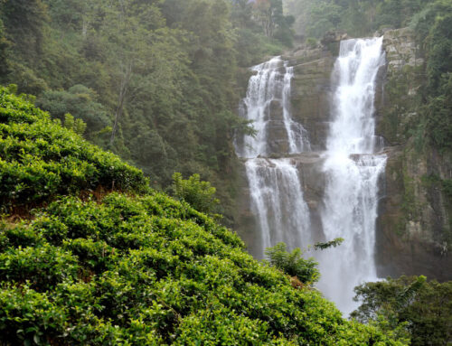 Ultimate Guide to Murchison Falls National Park Safaris