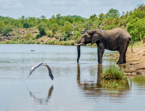 Are there guided nature walks in Murchison?