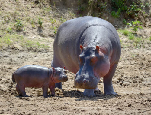 Explore the Wonders of Queen Elizabeth National Park