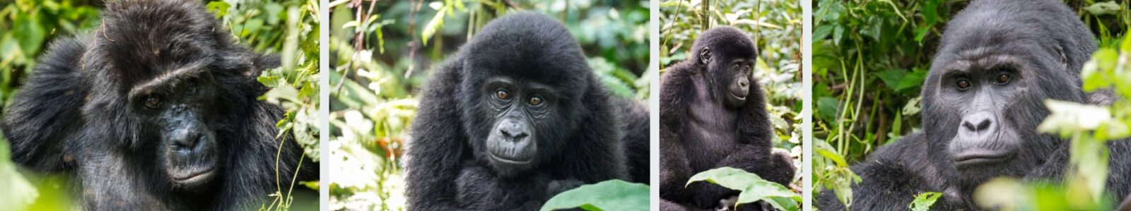 Gorilla Trekking Uganda