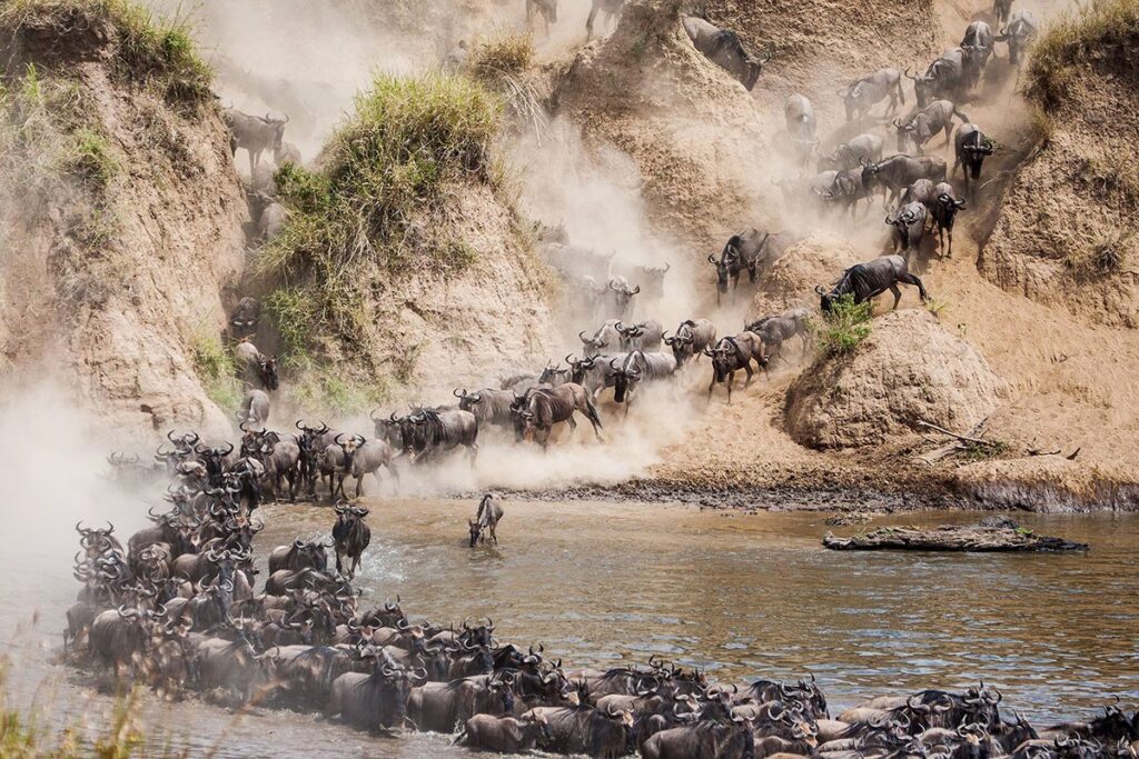 3 Days Ngorongoro and Lake Manyara Migration Safaris