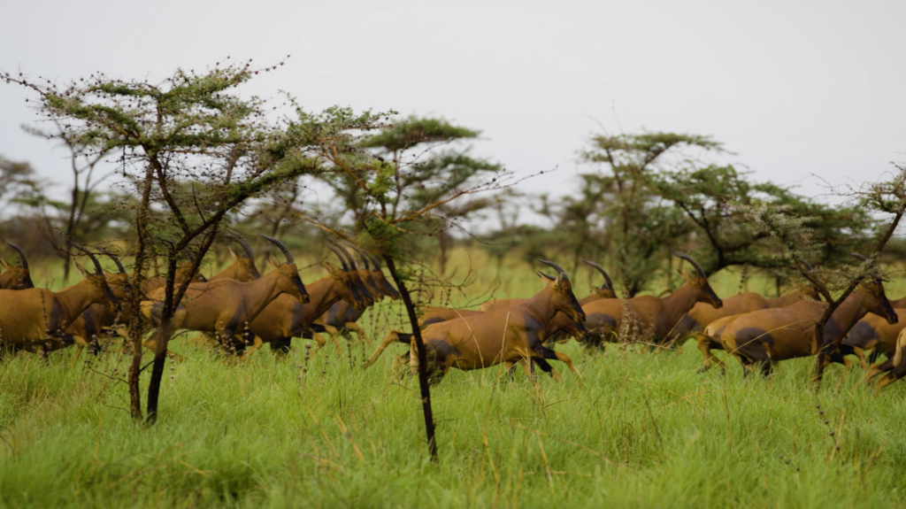 9 Days Classic Tanzania & Serengeti Migration