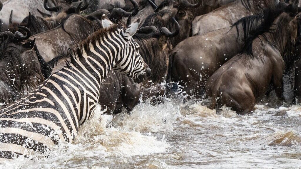 3 Days Winter Great Migration Tanzania