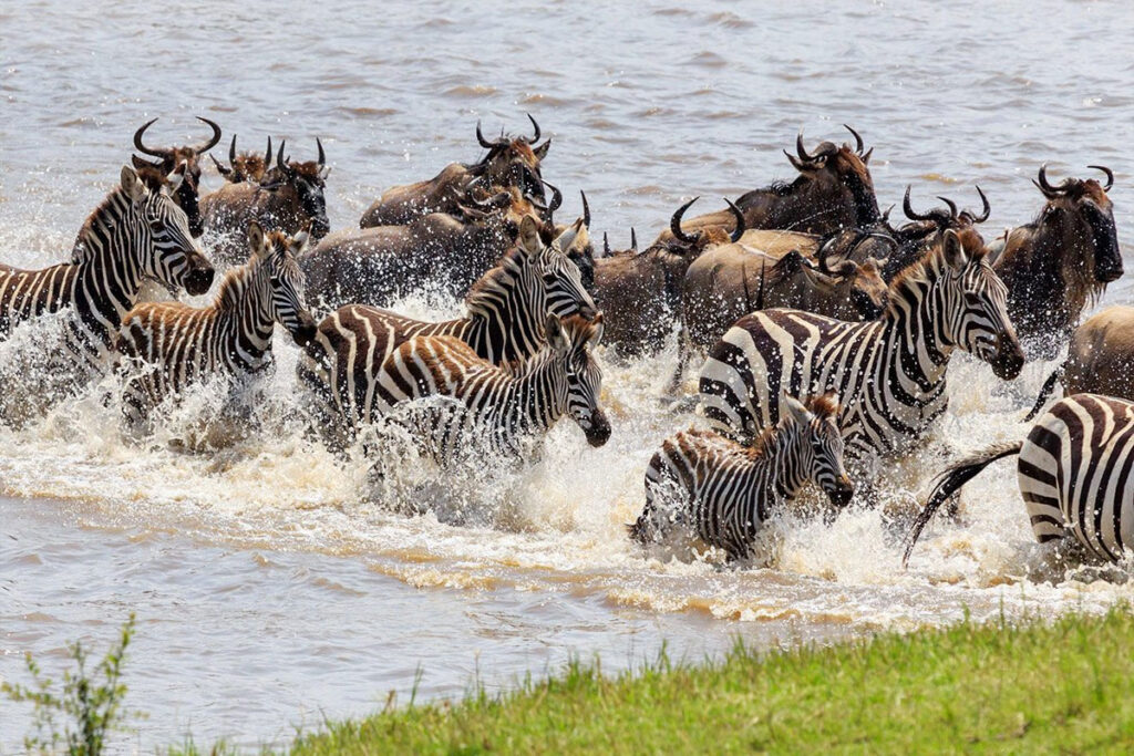 6 Days Migration Safari in Kenya and Tanzania