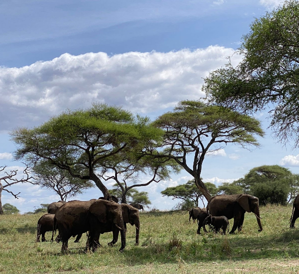 Elephants In Seregenti National Park