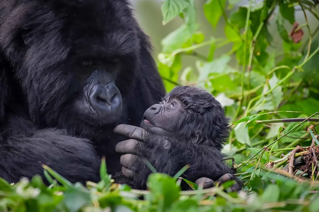 Rwanda Gorilla Trek