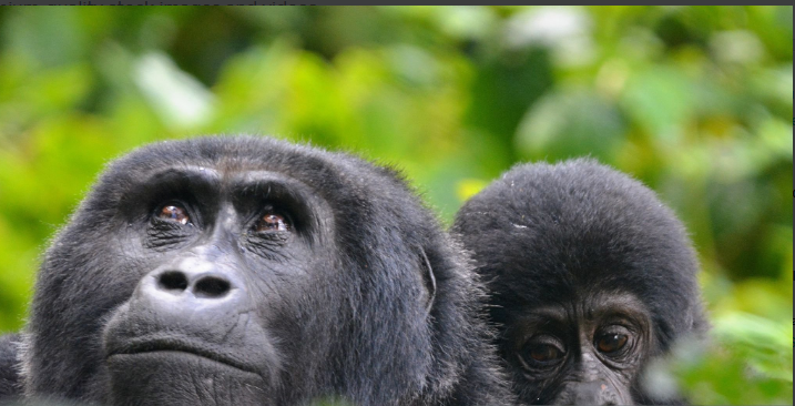 Rwanda's Gorillas