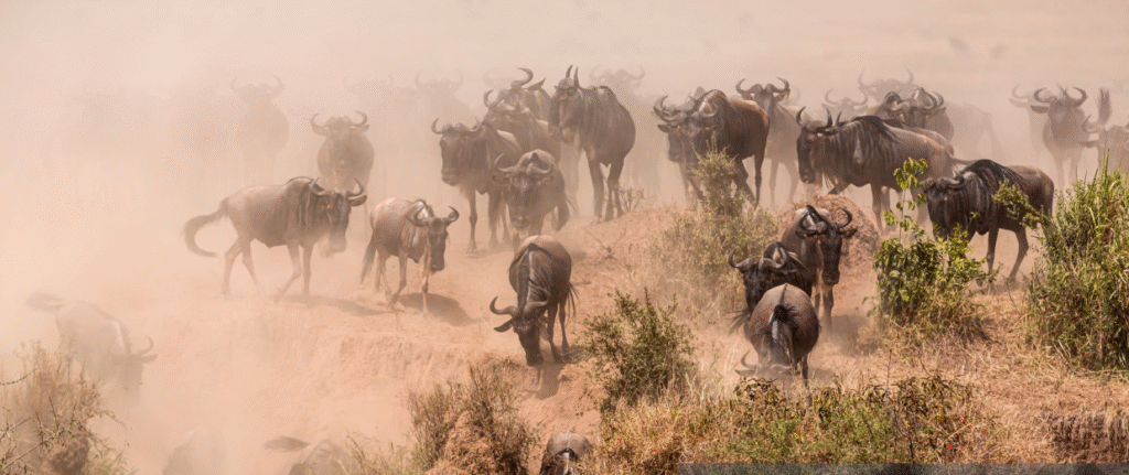 Best Time To Visit Serengeti Tanzania