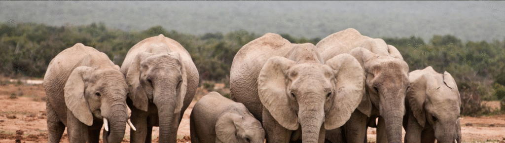 Big Five Animals