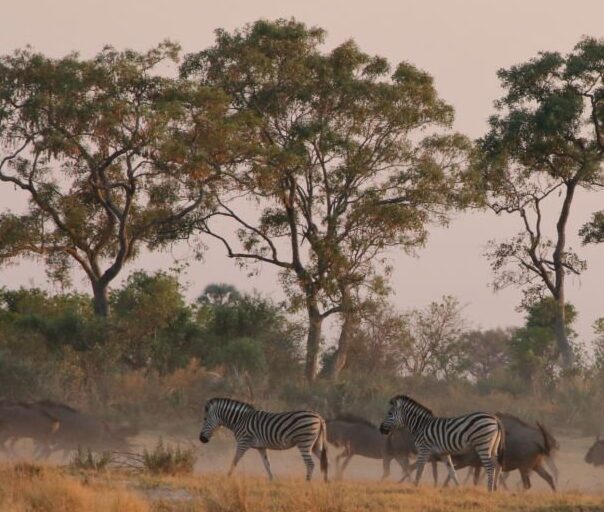 Botswana Okavango Delta Morning Safari  Zebra And Gnu Are Running