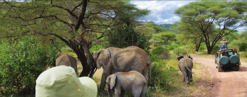 Budget Tanzania Safari