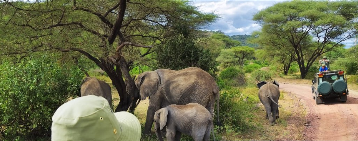 Budget Tanzania Safari