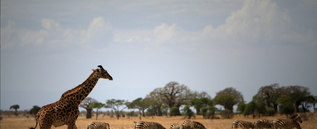 Capture Tanzanias Wildlife