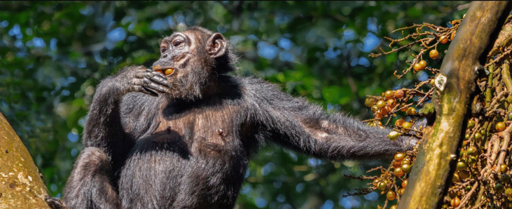 Chimpanzee Paradise
