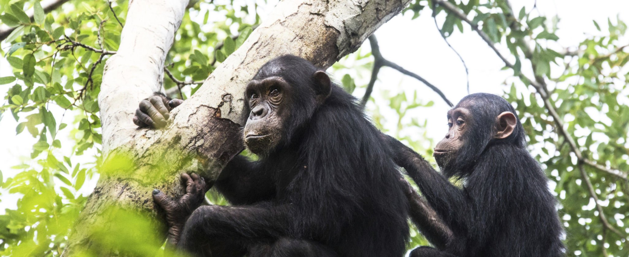 Chimpanzee Trekking In Tanzanai