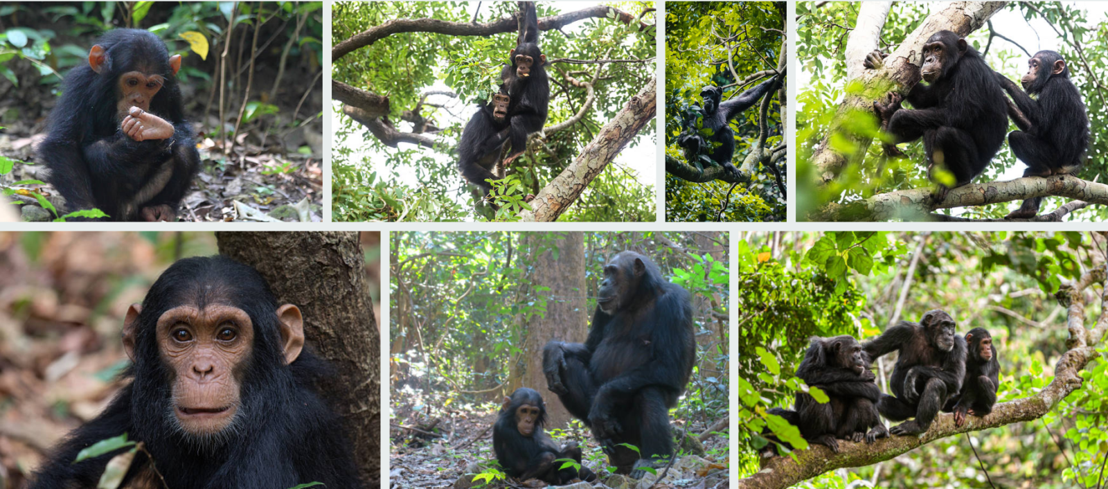 Chimpanzee Trekking In Tanzania
