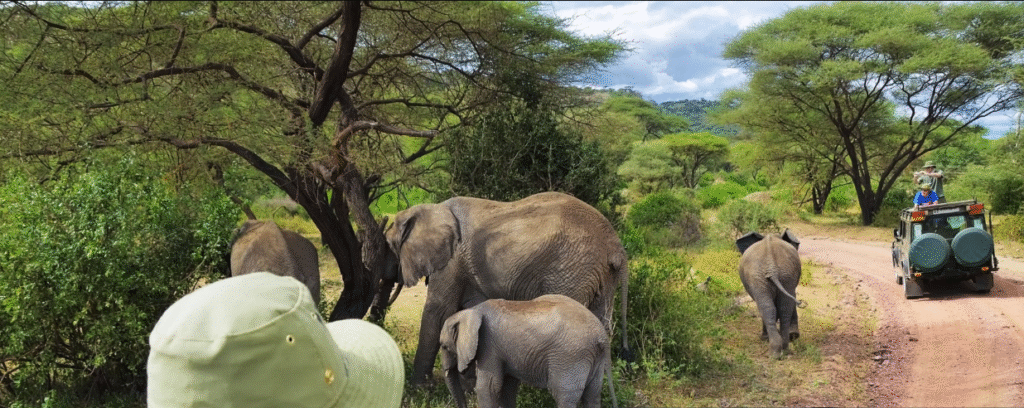 Essential Tanzania Safari