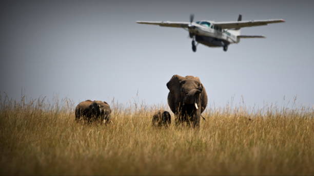 A Plane Flying Above The Elephants In A Safari In Masai Mara, Kenya