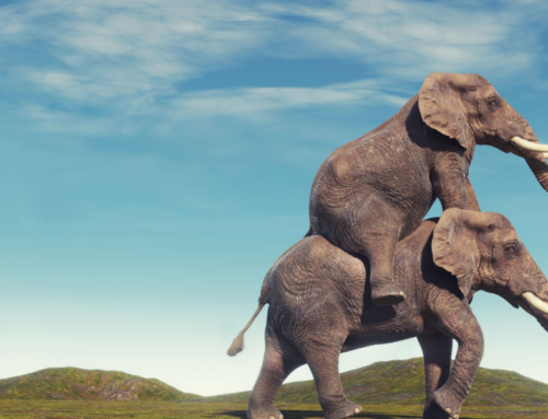 Where to See Wildlife Near Kigali?