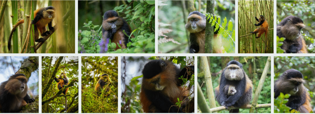 Golden Monkeys In Tanzania