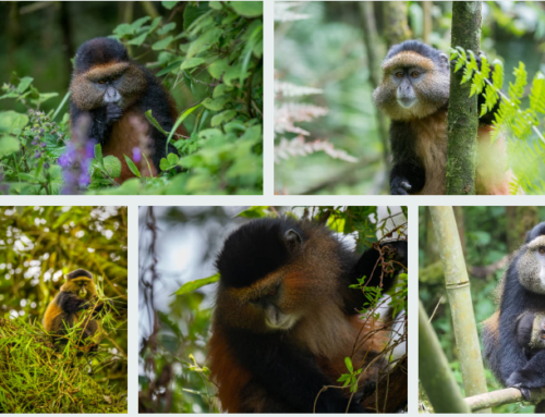 Can I visit Mgahinga without gorilla trekking?