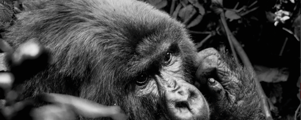 Gorilla Trekking Photography