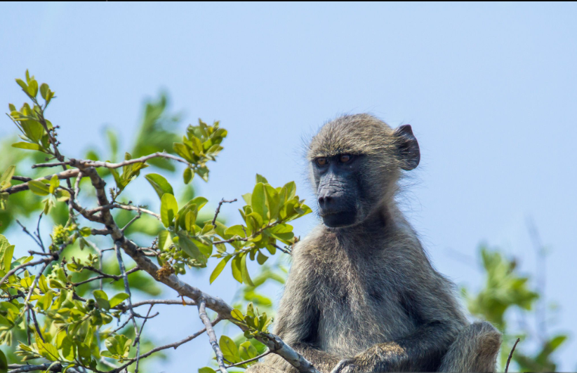 Gorillas In Mozambique