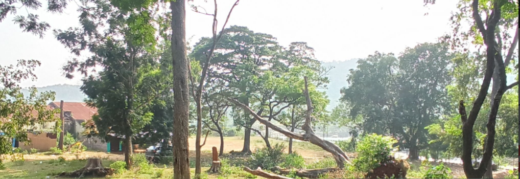 Gorongosa Park Recovering