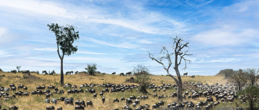 Great Migration Adventure