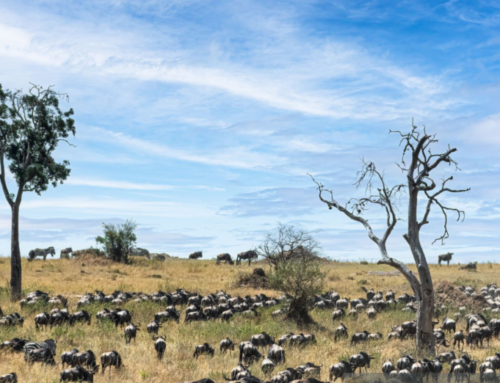 Why Is Tanzania Africa’s Top Safari Spot?