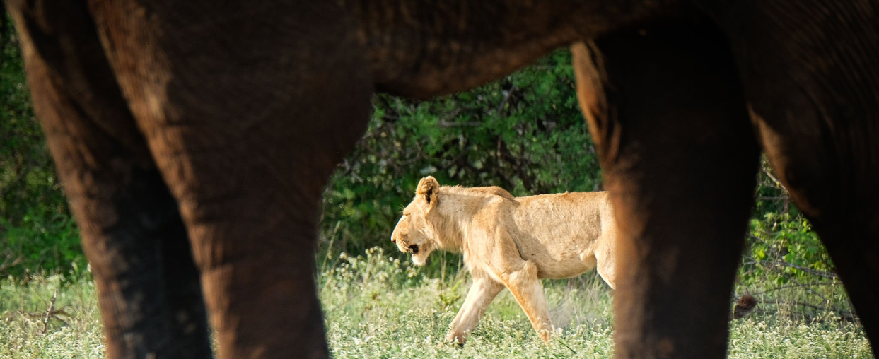 Great Migration In 2025