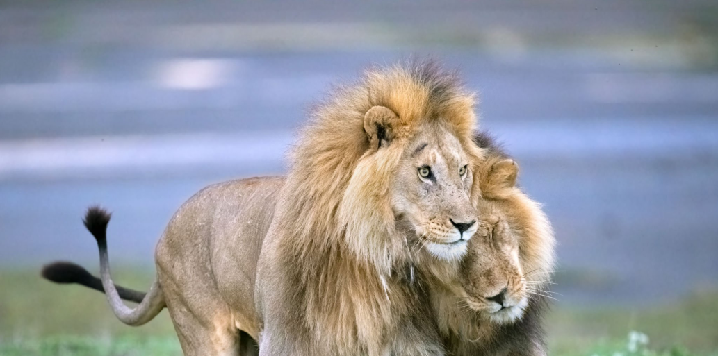 Lion Sighting In Tanzanai