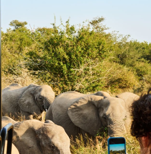 Mobile Vs Permanent Safari