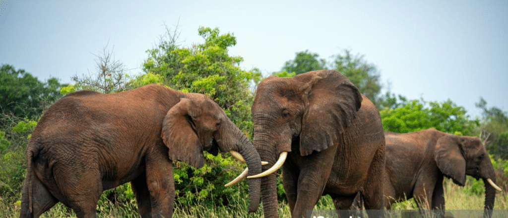Mozambique Elephants