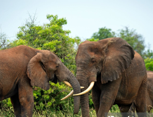 How to Get to Mozambique Cheaply?