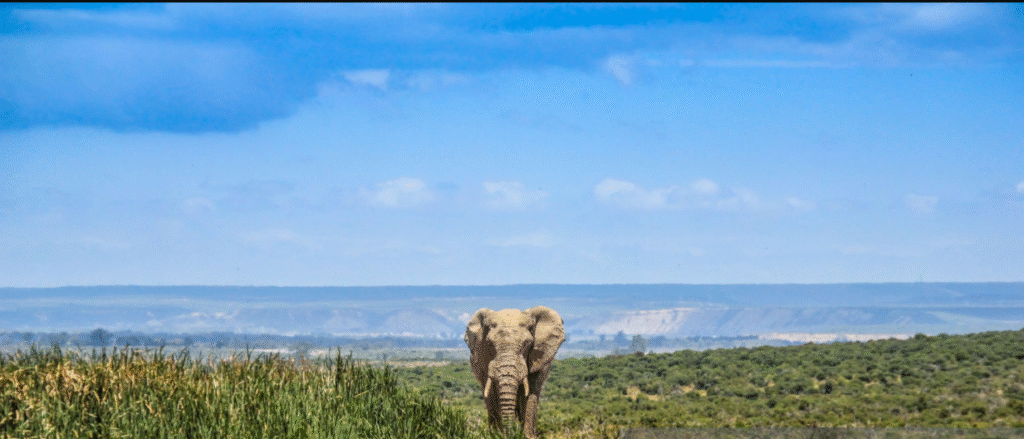 Mozambique's Solo Traveler