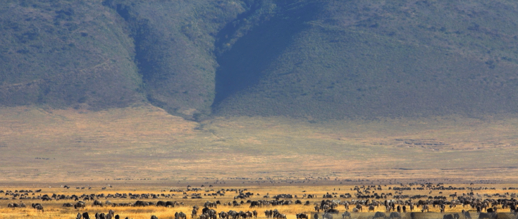 Ngorongoro Creater Tour