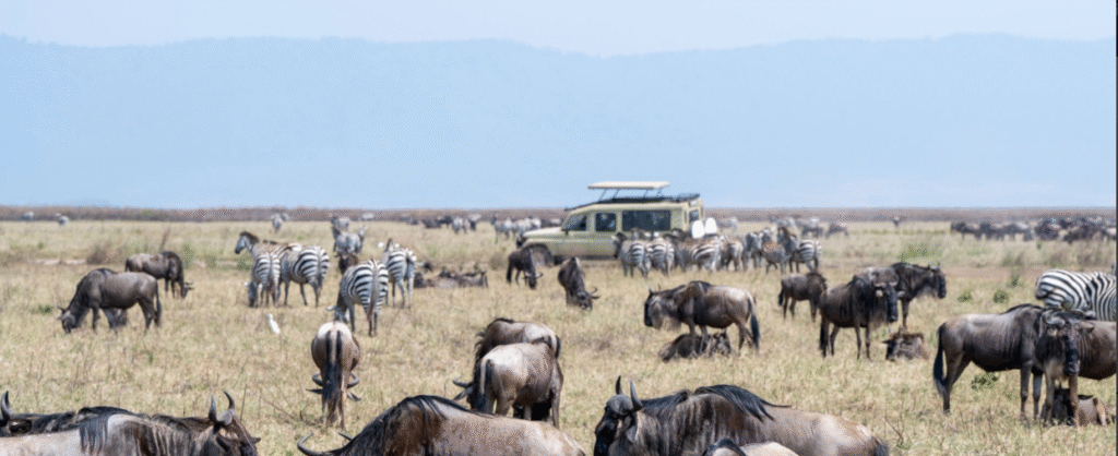 7 Days Tarangire to Ngorongoro Wildlife and Landscapes