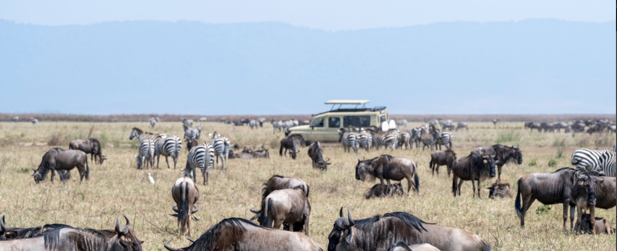 Ngorongoro Wildlife Safari