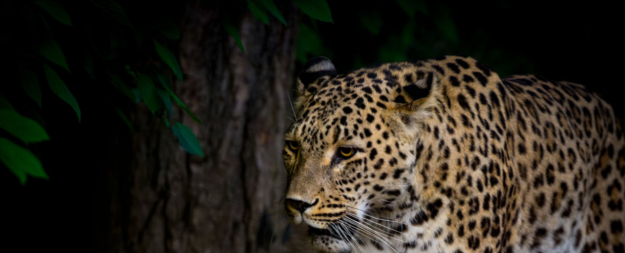 Night Tanzanai Safari
