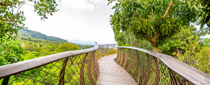 Nyungwe Forest Canopy