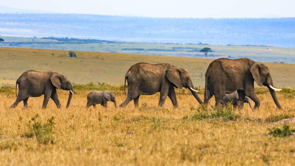 Overland Tanzania Safari