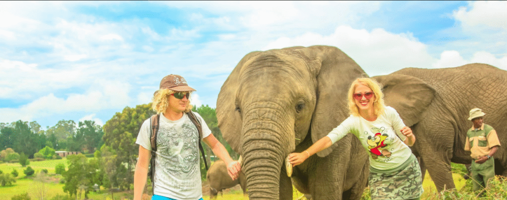Respectful Elephants