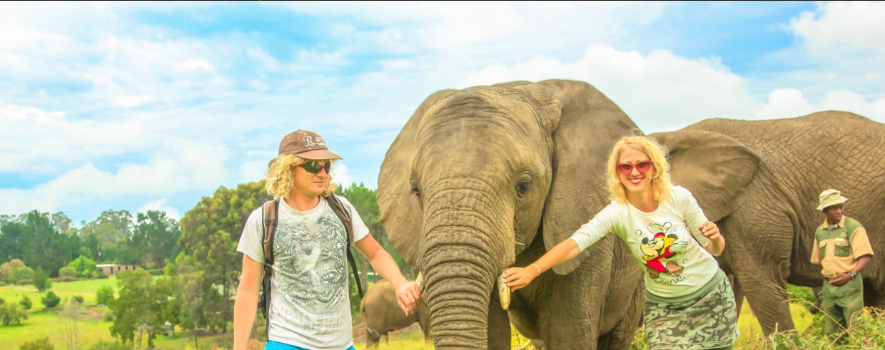 Respectful Elephants