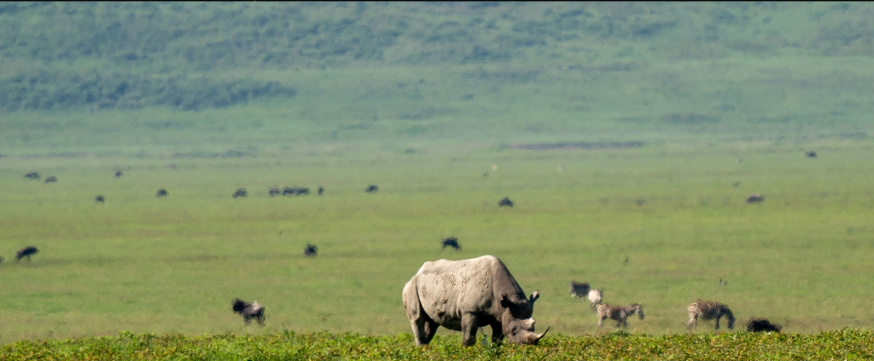 Rhino Sighting Chances