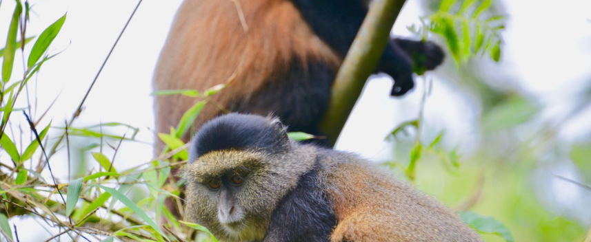 Rwanda Budget Safari