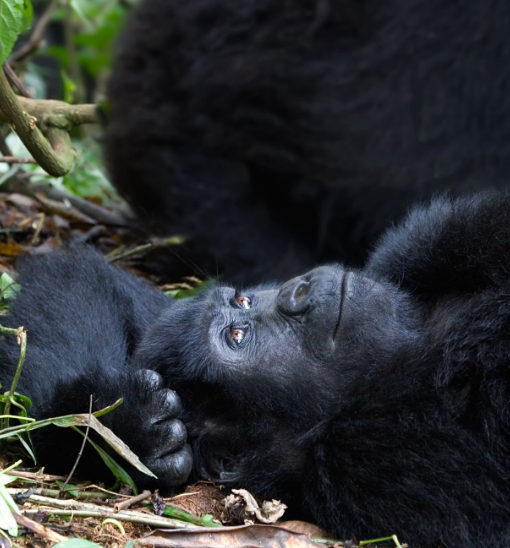 See Rwanda Gorillas