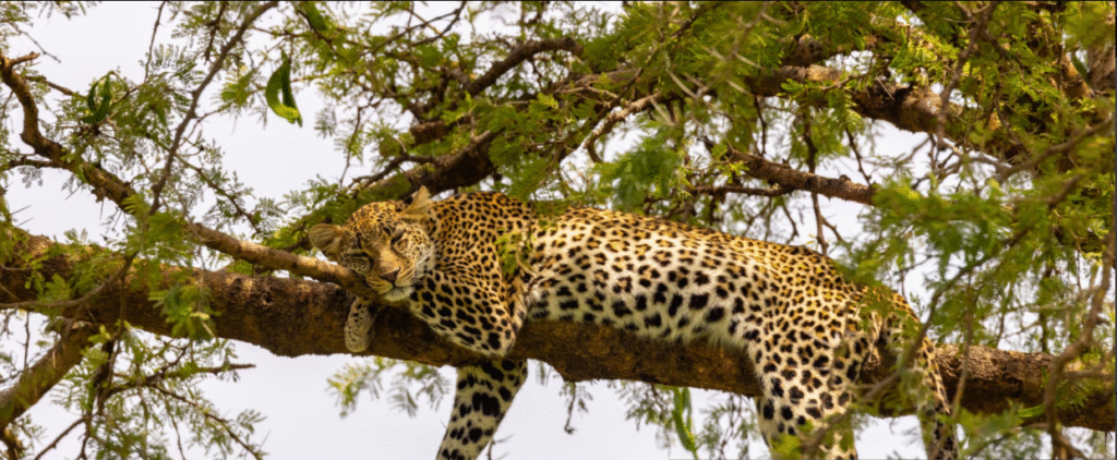 Spoting Leopard On Tree